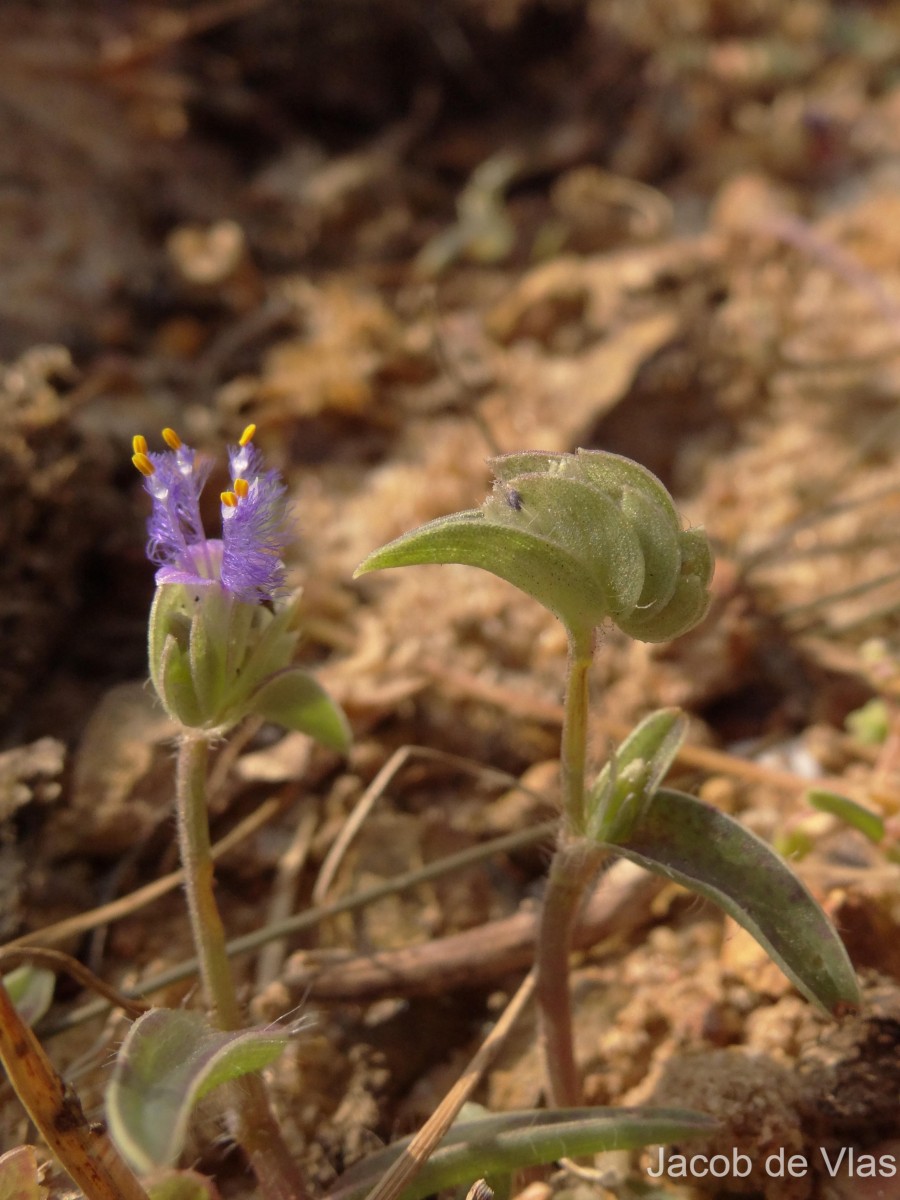 Cyanotis burmanniana Wight